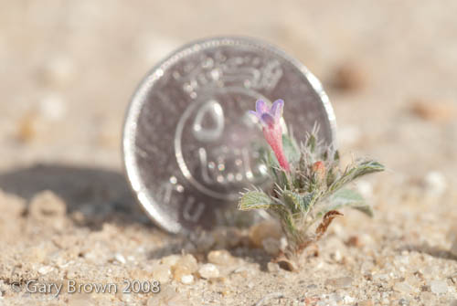 Moltkiopsis ciliata