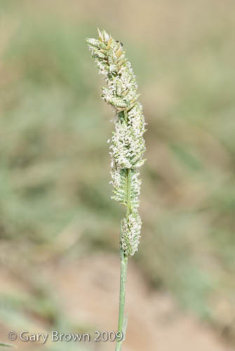 Aeluropus littoralis