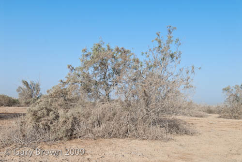 Tamarix aucheria