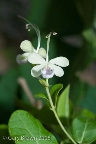 Clerodendrum leucophloeum