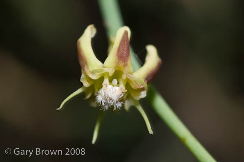 Periploca visciformis