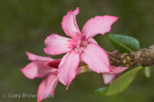 Adenium obesum