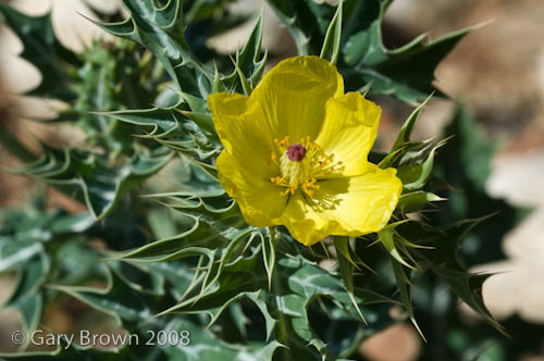 Argemone mexicana