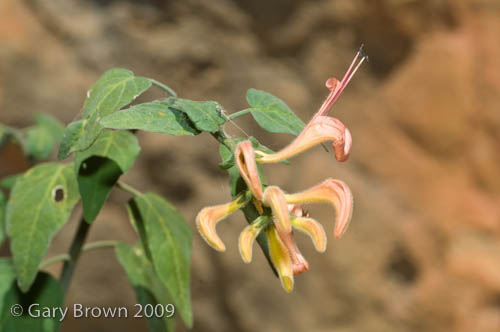 Angkalanthus oligophylla