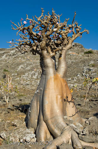 Adenium obesum