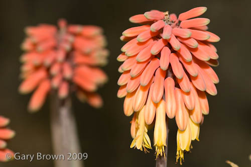 Aloe perryi