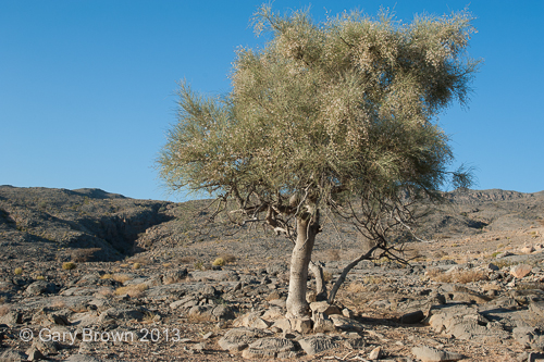 Moringa peregrina