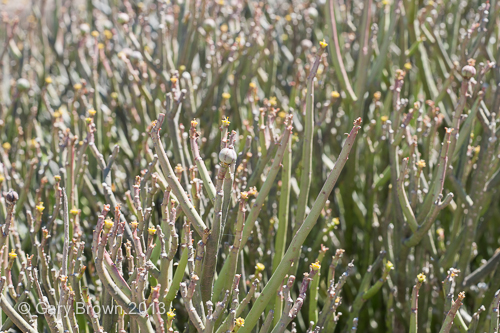 Euphorbia masirahensis