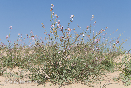 Cakile arabica