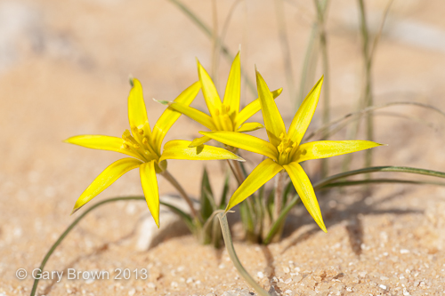 Gagea reticulata