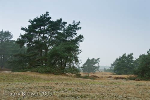 CorynephorusGrassland
