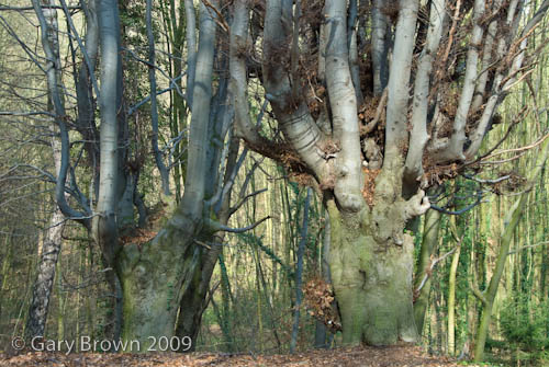 beech forest