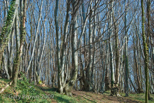 Fagus sylvatica