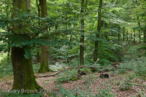 Beech forest
