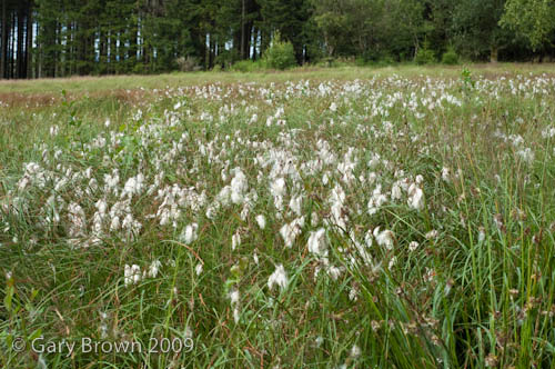 Eriophorum angustifolium bog pool