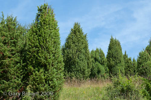     Limestone grassland