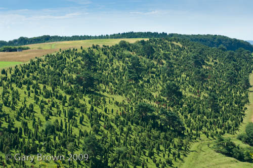 Limestone grassland