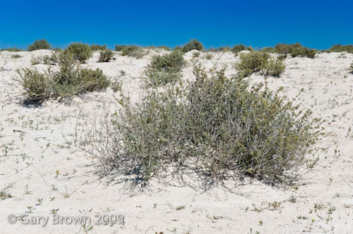 coastal white sands