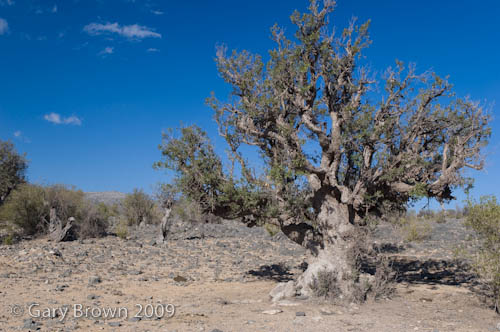 Olea europaea woodland