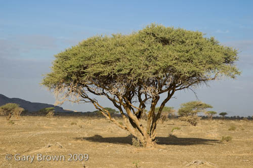 Acacia tortilis woodland