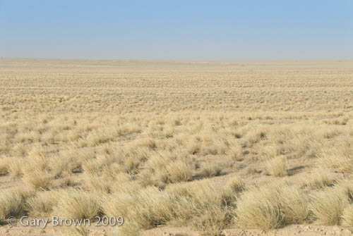 Stipagrostis-Centropodia grassland