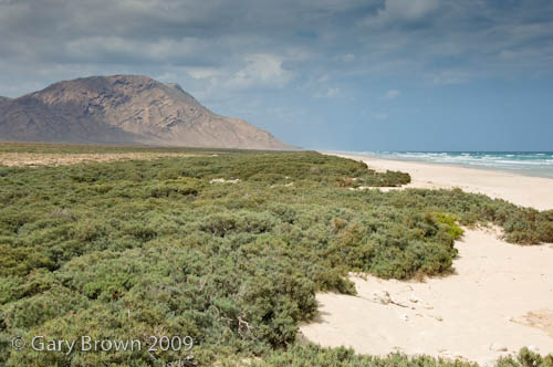 Limonium sokotranum community