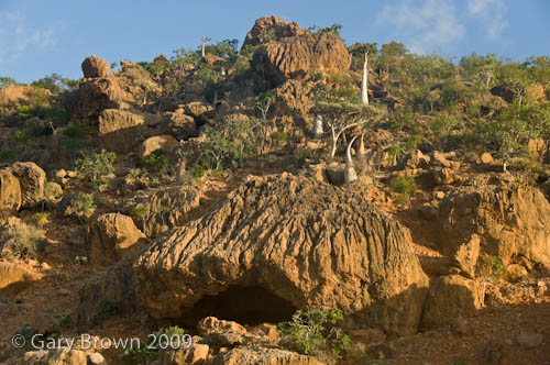 succulent shrubland