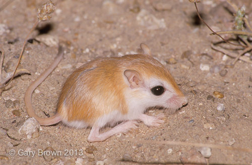 Cheesman's Gerbil
