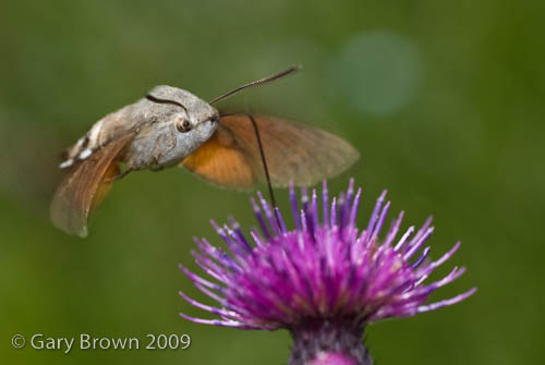 Macroglossum stellatarum