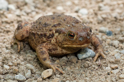 Bufo bufo