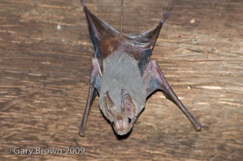 Rhinopoma muscatellum