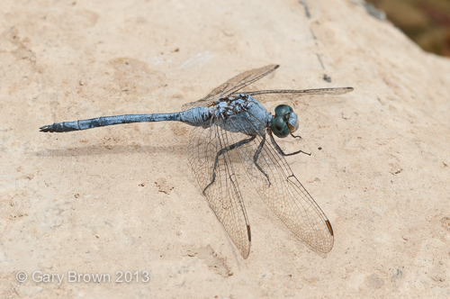 Orthetrum chrysostigma