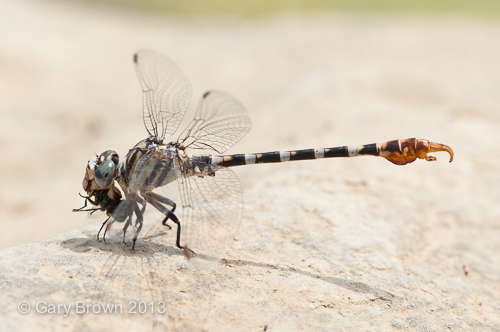 Paragomphus sinaiticus