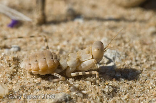Eremiaphila brunneri
