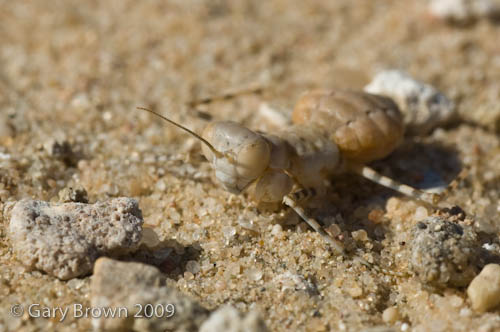   Eremiaphila brunneri