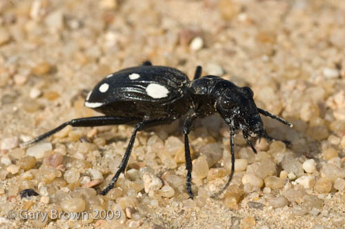 Anthia duodecimguttata
