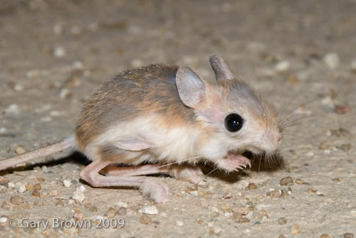 Lesser Jerboa