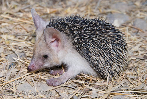 Hemiechinus auritus