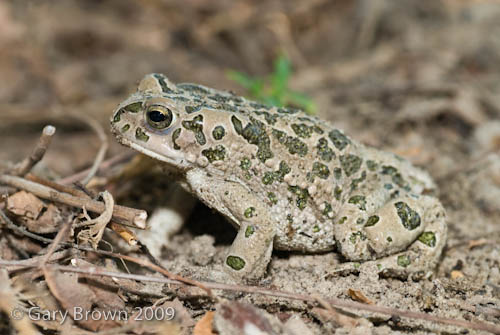 Bufo viridis