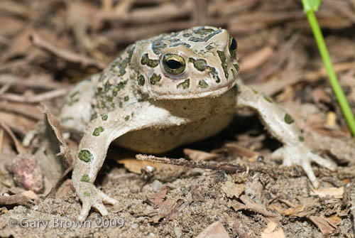 Bufo viridis