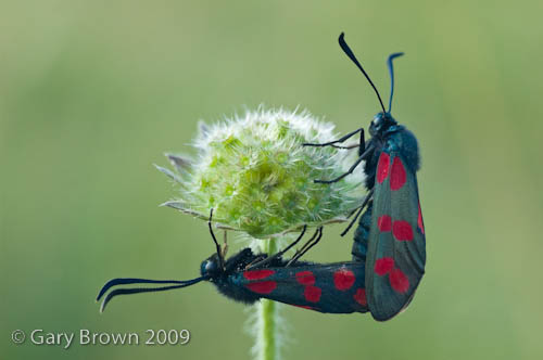 Zygaena filipendulae