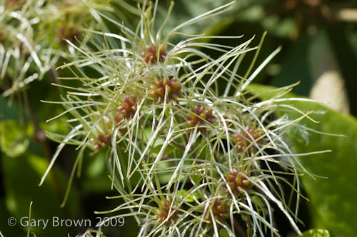 Clematis vitalba
