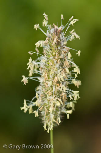 Phleum pratense