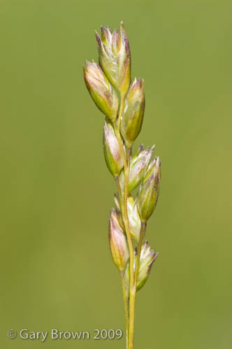 Danthonia decumbens