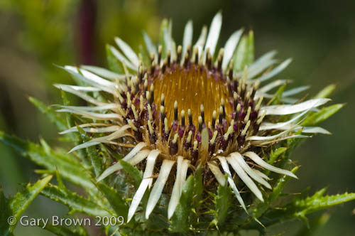 Carlina vulgaris
