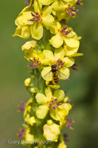 Verbascum nigrum
