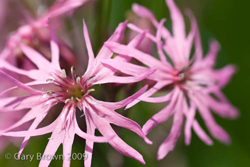 Lychnis flos-cuculi