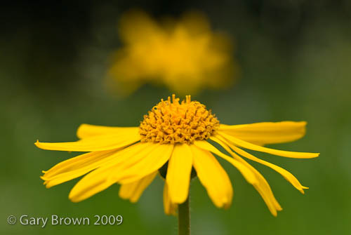 Arnica montana