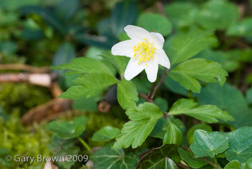 Anemone nemorosa