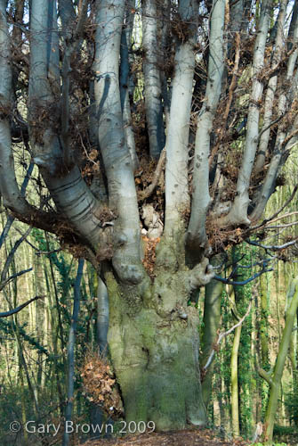 Fagus sylvatica